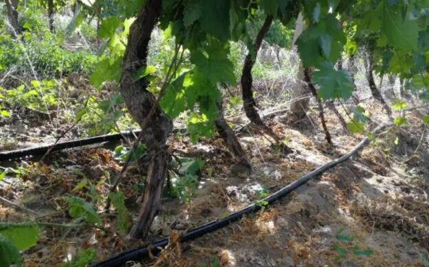 甘肅加快旱作節(jié)水應(yīng)用，將落實1000畝葡萄水肥一體化技術(shù)