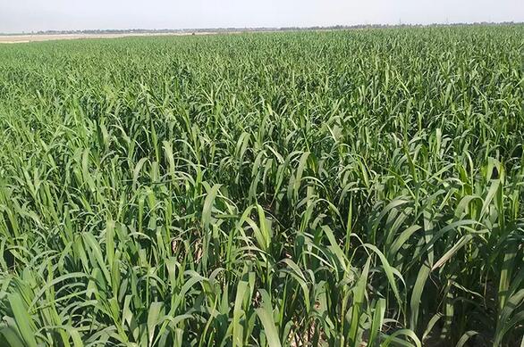 內(nèi)蒙古自治區(qū)建設(shè)高標(biāo)準(zhǔn)農(nóng)田459萬畝，軟體集雨水窖150萬畝