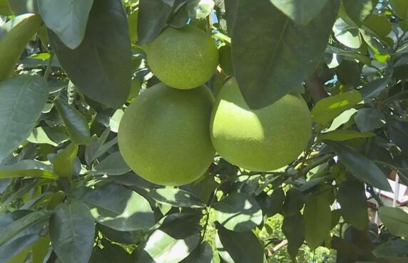 水肥一體化設(shè)施，蜜柚增產(chǎn)又高效