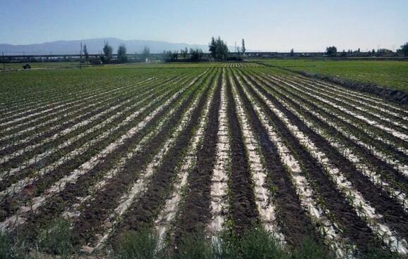 農(nóng)業(yè)應(yīng)用【中聯(lián)】軟體集雨水窖水肥一體化技術(shù)，提質(zhì)增效